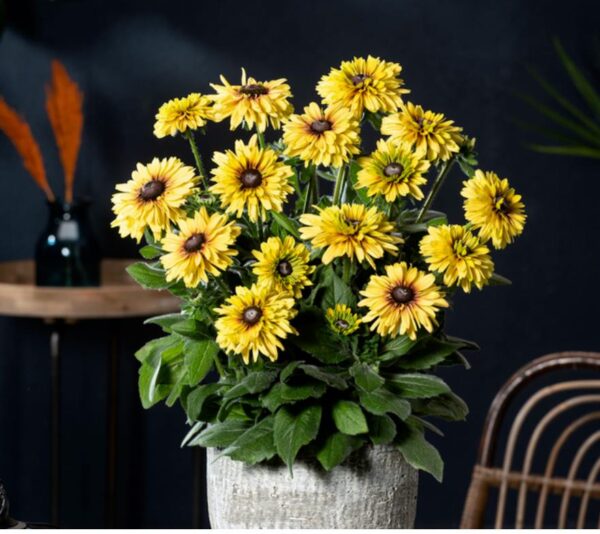 Rudbeckia ‘Rudy Mini Double Yell-Lemon Plug Plants Pack x6