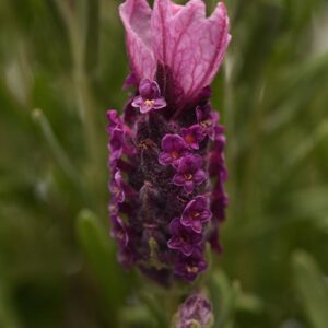Lavender Stochea Bandera Deep Rose Perennial LARGE Plug Plants Pack x6