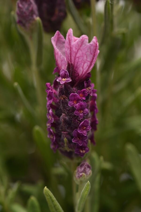 Lavender Stochea Bandera Deep Rose Perennial LARGE Plug Plants Pack x6