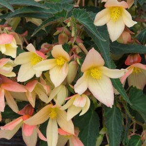 Begonia Trailing Starshine Yellow Pack x6 Plug Plants