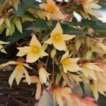Begonia Trailing Starshine Yellow Pack x6 Plug Plants