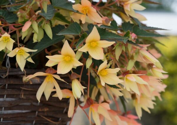 Begonia Trailing Starshine Yellow Pack x6 Plug Plants
