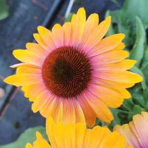 Echinacea Unica® Orange-Purple Center LARGE Plug Plants Pack x3