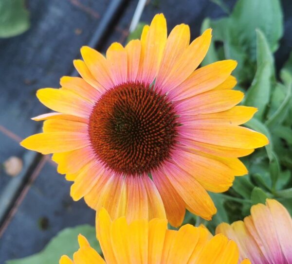 Echinacea Unica® Orange-Purple Center LARGE Plug Plants Pack x3