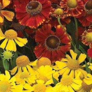 Helenium Red-Gold Hybrids Mix Perennial 9cm Pot Plants Pack x3