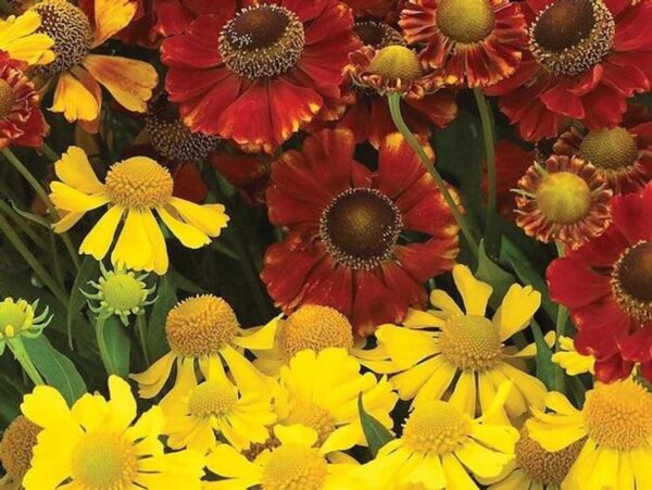 Helenium Red-Gold Hybrids Mix Perennial 9cm Pot Plants Pack x3