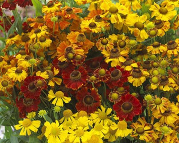 Helenium Red-Gold Hybrids Mix Perennial 9cm Pot Plants Pack x3