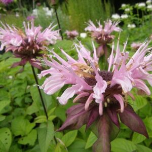 Monarda Melua Appleblossom Bergamont (LARGE) Plug Plants Pack x6