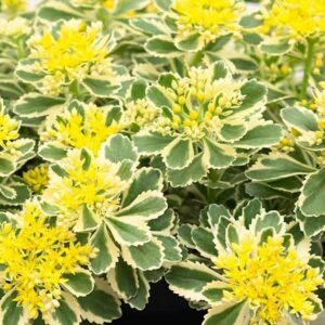 Sedum Takesimense 'Atlantis' Plug Plants Pack x6