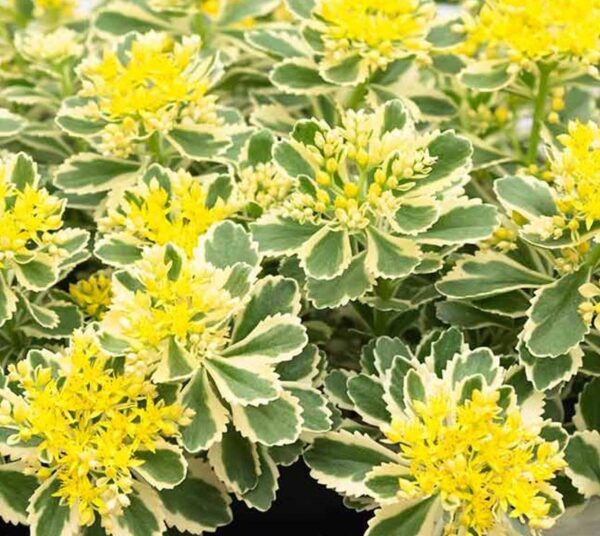 Sedum Takesimense 'Atlantis' Plug Plants Pack x6