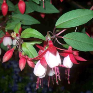 Fuchsia Hardy Bush 'Alice Hoffman' Summer Garden Plug Plants Pack x6