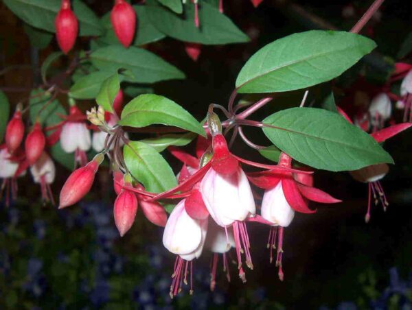 Fuchsia Hardy Bush 'Alice Hoffman' Summer Garden Plug Plants Pack x6