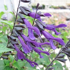 Salvia 'Amistad' Perennial Summer Flowering XXL Supersize Plug Plants Pack x3