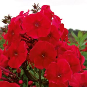 Phlox Paniculata Adessa® 'Special Fire' Perennial Garden Plug Plants Pack x6