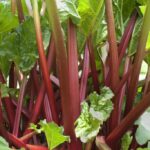 Rhubarb 'Sanvitos® Summer' (LARGE) Plug Plants Pack x6