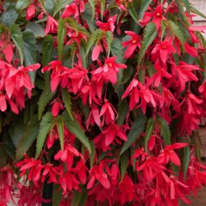Begonia Trailing Starshine Rose Pack x6 Plug Plants