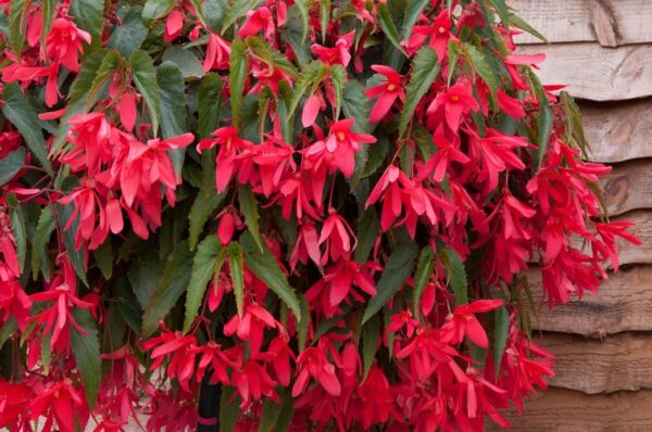 Begonia Trailing Starshine Rose Pack x6 Plug Plants