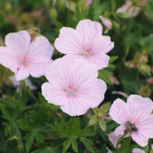 Hardy Geranium Sanguineum 'Pink Summer' LARGE Plug Plants x3