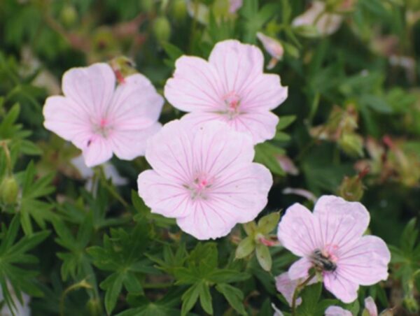 Hardy Geranium Sanguineum 'Pink Summer' LARGE Plug Plants x3