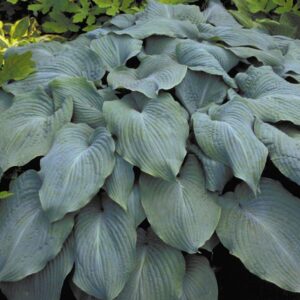 Pack x6 Hosta 'Blue Angel' Perennial Garden Plug Plants 'Large Plugs'