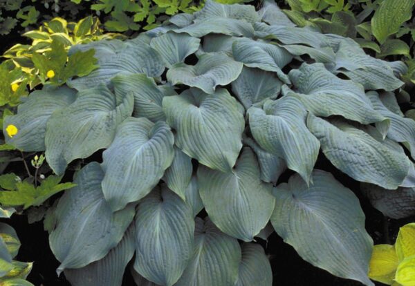 Pack x6 Hosta 'Blue Angel' Perennial Garden Plug Plants 'Large Plugs'