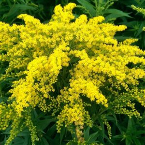 Solidago (Golden Rod) 'Golden Baby' LARGE Perennial Plug Plants Pack x6
