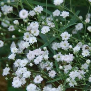 Gypsophila Paniculata Bristol Fairy™ Perennial XXL Supersize Plug Plants Pack x3