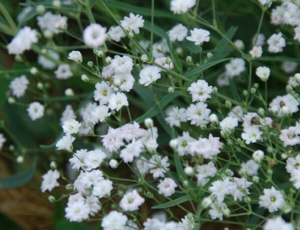 Gypsophila Paniculata Bristol Fairy™ Perennial XXL Supersize Plug Plants Pack x3