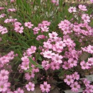 Gypsophila Repens 'Filou Rose' (Creeping Babys Breath) Perennial Plug Plants Pack X6