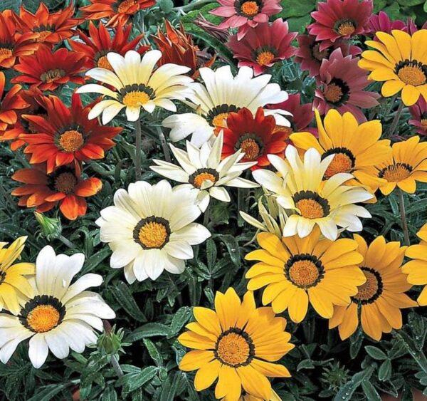 Gazania Kiss 'Frosty Mixed' Plug Plants Pack x12