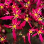 Saxifraga Dancing Pixies® Mixed Pack x6 Plug Plants