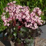 Saxifraga Dancing Pixies® Mixed Pack x6 Plug Plants