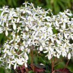 Saxifraga Dancing Pixies® Mixed Pack x6 Plug Plants