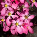 Saxifraga Dancing Pixies® Mixed Pack x6 Plug Plants