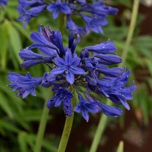 Agapanthus Starry Night 9cm Pot Plant Lily Of The Nile
