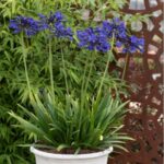 Agapanthus Starry Night 9cm Pot Plant Lily Of The Nile