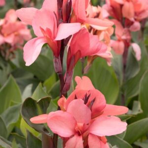 Canna Lily Cannova F1 Mango XXL Supersize Plug Plants Pack x3