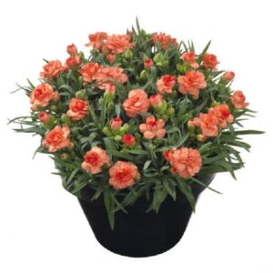 Dianthus Sunflor® 'Cody' Pinks Perennial Plug Plants Pack x6