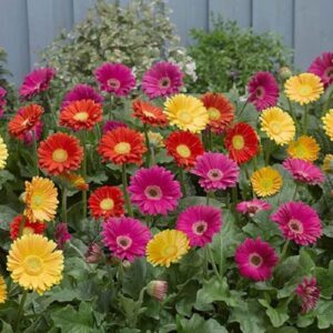 Hardy Gerbera 'Garvinea' Sweet Collection Mix LARGE Plug Plants Pack x6