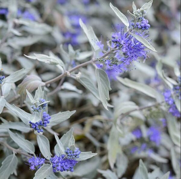 Caryopteris Clandonensis ˜Sterling Silver” (Large) Perennial Plug Plants Pack x3