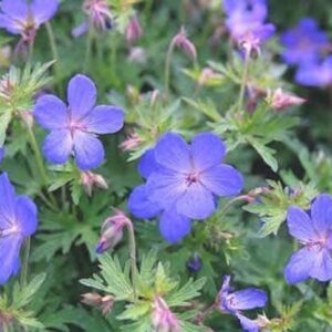 Hardy Geranium Johnson’s Blue Perennial 9cm Pot Plants Pack x3