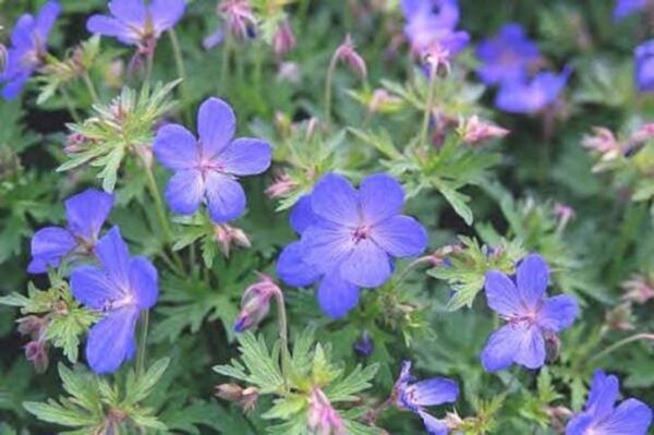 Hardy Geranium Johnson’s Blue Perennial 9cm Pot Plants Pack x3