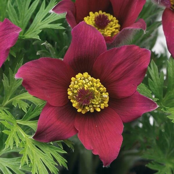 Pulsatilla Vulgaris Pinwheel Dark Red Perennial LARGE Plug Plants Pack x6