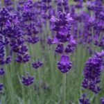 Lavender Lavandula Angustifolia Blue Spear Plug Plants Pack x6