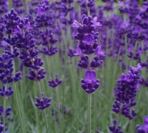 Lavender Lavandula Angustifolia Blue Spear Plug Plants Pack x6