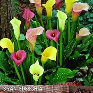 Calla Lily Bulbs 'Mixed' WPC Prins Summer Bulbs/Tubers Value Pack x3
