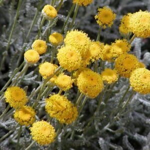 Santolina 'Chamaecyparissus' Perennial Alpine Plug Plants Pack x6