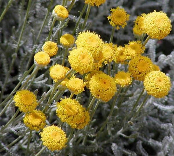 Santolina 'Chamaecyparissus' Perennial Alpine Plug Plants Pack x6