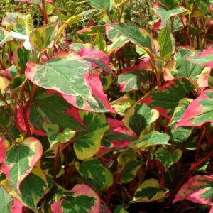 Houttuynia 'Chameleon' Perennial XXL Supersize Plug Plants Pack x3