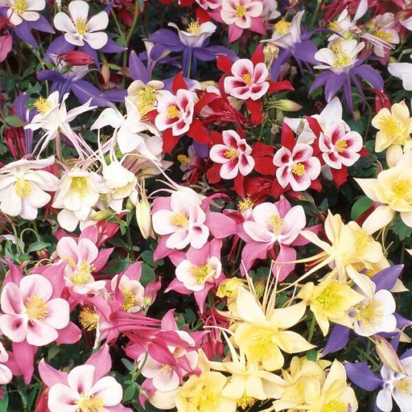 Aquilegia 'F1 Swan Mixed' Perennial Garden Plug Plants Pack x6